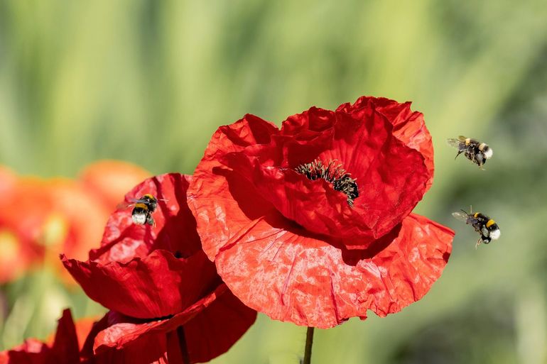 Inzending voor de fotowedstrijd, een initiatief om  inwoners bij bijen te betrekken