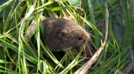 Veldmuis