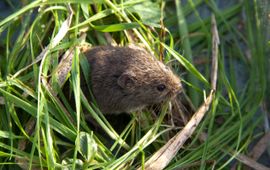 Veldmuis
