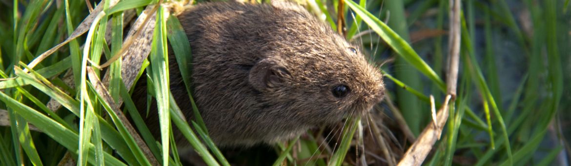 Veldmuis
