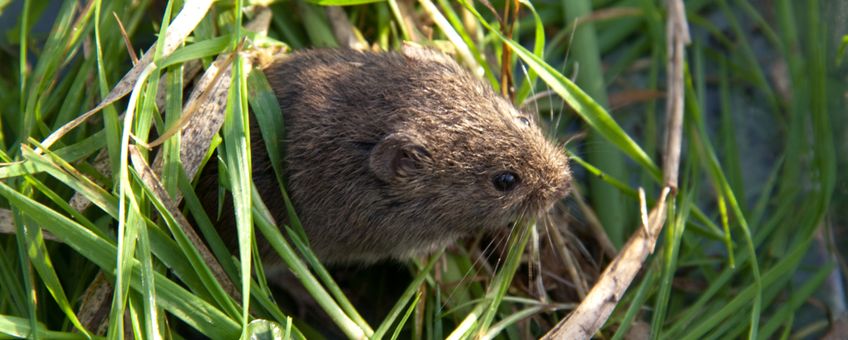 Veldmuis