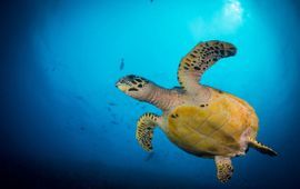 Shutterstock / Mike Workman / WWF