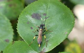 ichneumon stramentor, geelgevlekte schorssluiper