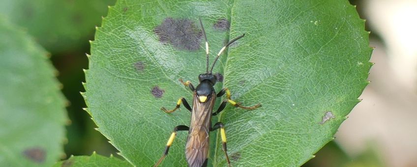 ichneumon stramentor, geelgevlekte schorssluiper