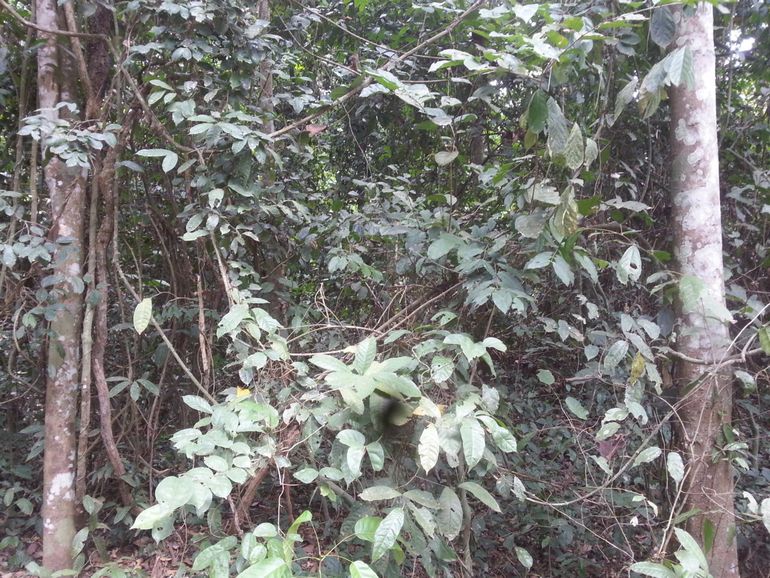 The understory of a natural forest, Bobiri Forest Reserve in Ghana. The natural forest understory is full of saplings, climbers and lianas. Saplings replenish the stock while climbers and lianas are important for some animal species like the primates and tree-dwelling rodents (e.g. squirrel). The understory which are typically absent in industrial plantations also provide non-timber forest products for forest fringe communities.