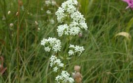 Jasenka Topic, Saxifraga Noords walstro