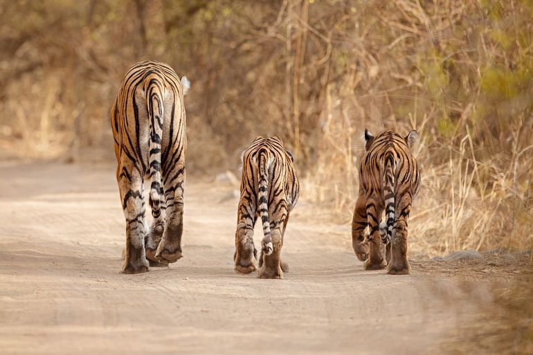 Tijgerfamilie in India