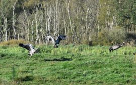 Kraanvogeljongen met oudervogel in het Fochteloërveen