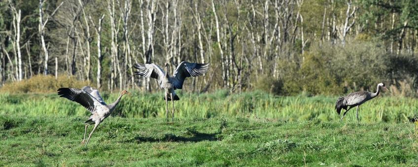 Kraanvogeljongen met oudervogel in het Fochteloërveen