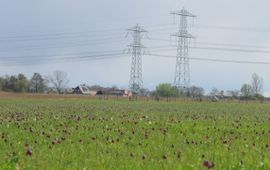 Kievitsbloemen bij hoogspanningstrace