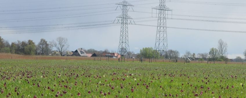 Kievitsbloemen bij hoogspanningstrace