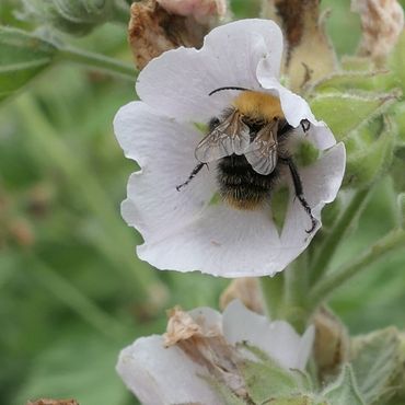 Heemst in Arboretum Oudenbosch. Hier zijn veel geneeskruiden te bekijken die vroeger in kloostertuinen gekweekt werden