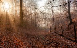 Herfstlandschap