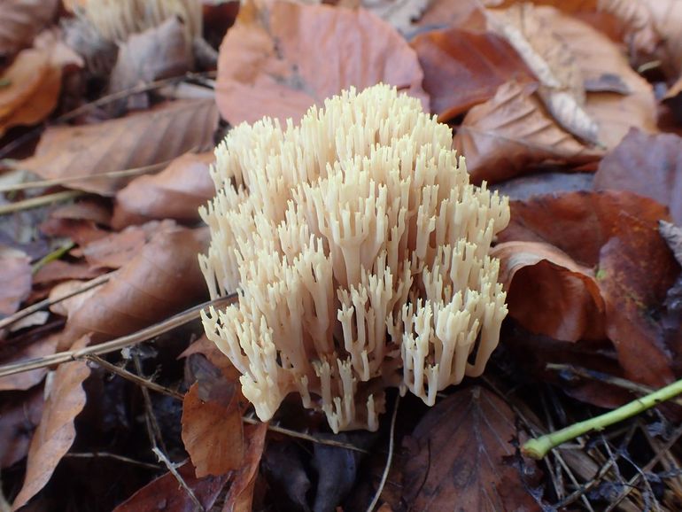 De rechte koraalzwam