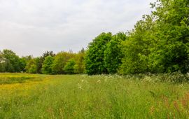 Bosgroepen Bosrand