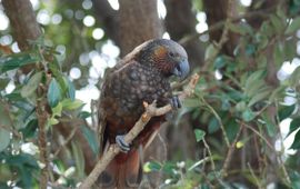 This is a kaka, an endangered parrot species endemic to New Zealand