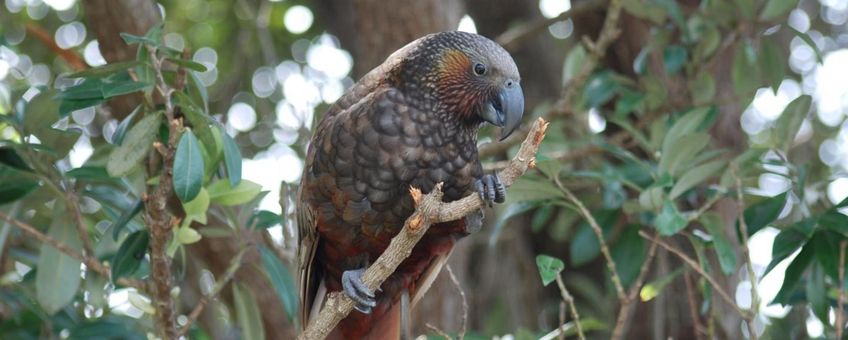 This is a kaka, an endangered parrot species endemic to New Zealand