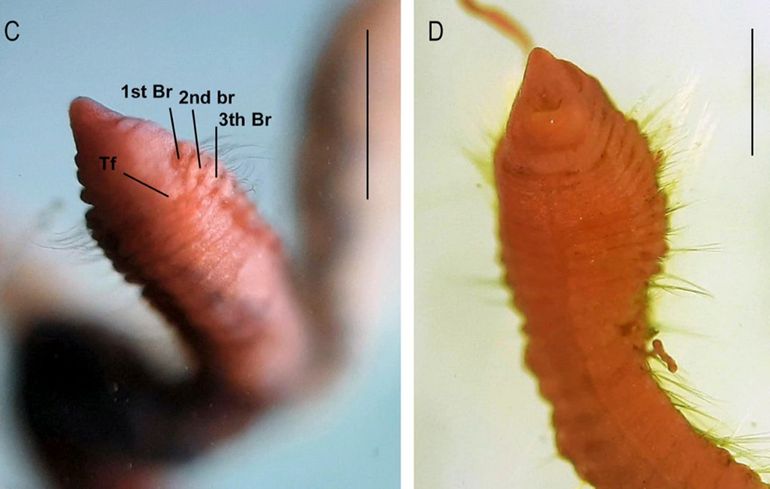 Voorlijf van de Platte kieuwdraadjesworm. Goed zichtbaar zijn de stompe neus en de vele haren. Bij conservering breken vaak de kieuwfilamenten en de tentakels af, maar is de aanhechting daarvan nog wel te zien. De aanhechting van het eerste kieuwfilament (1st Br) begint bij deze soort al meteen na de kop en een groepje van tentakels (Tf) zit daartussen