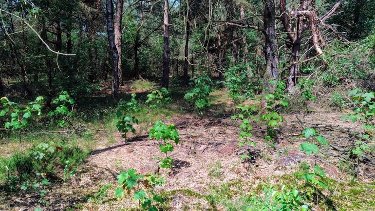 Jonge aanplant van rijkstrooiselsoorten