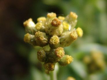 Bleekgele droogbloem