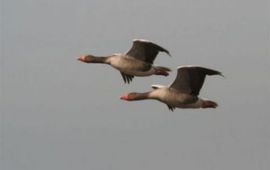 Martin Hierck twee grauwe ganzen