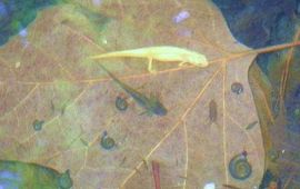 Witte (leucistische) kleine watersalamander en salamander larve Keizer Karel Plein Nijmegen