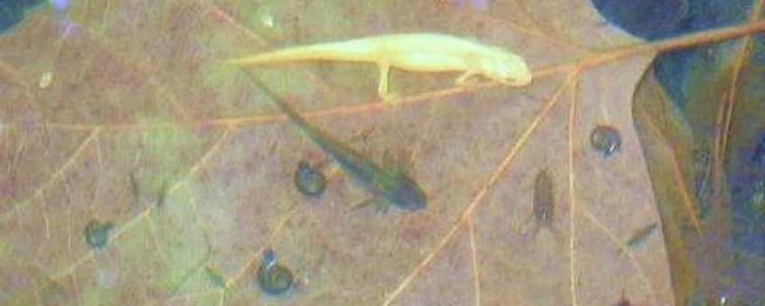 Witte (leucistische) kleine watersalamander en salamander larve Keizer Karel Plein Nijmegen