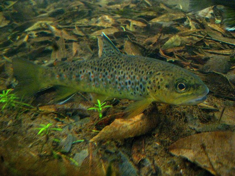 Beekforellen zijn bronskleurig met zwarte én rode stippen, zeeforellen zijn zilver met alleen zwarte vlekken