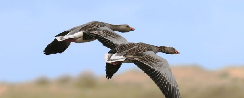 Grauwe gans, vliegend. Foto: Saxifraga-Piet Munsterman. www.saxifraga.nl