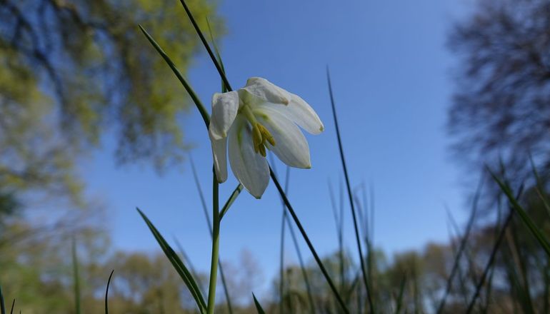 Witte exemplaren van de wilde kievitsbloem, hier in de Hortus Nijmegen, hebben vaak extra lange meeldraden  waardoor vermoedelijk eerder zelfbestuiving mogelijk is