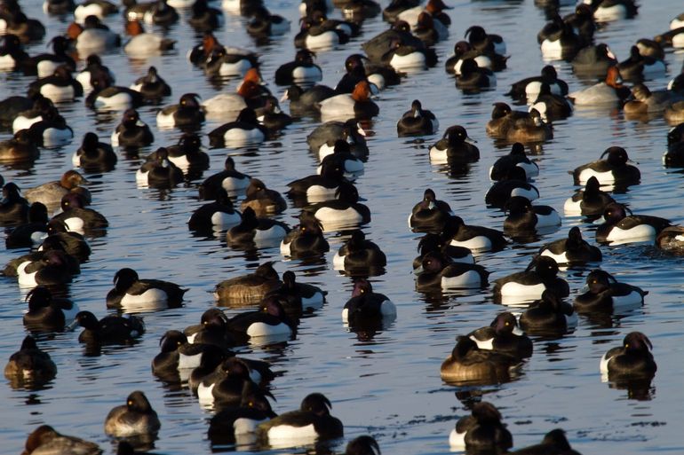 Kuifeenden zie je soms in grote groepen op het water
