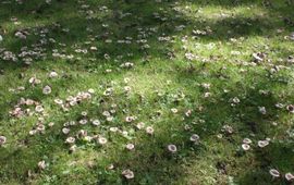 Russula's - eenmalig gebruik