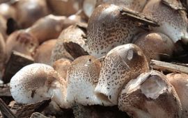 Leucoagaricus meleagris
M.W.Boomsluiter