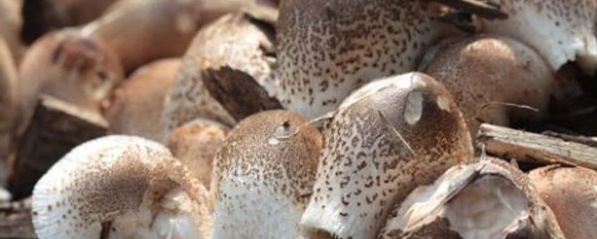 Leucoagaricus meleagris
M.W.Boomsluiter