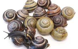 Suzanne Saenko Cepaea nemoralis, ofwel de gewone tuinslak.