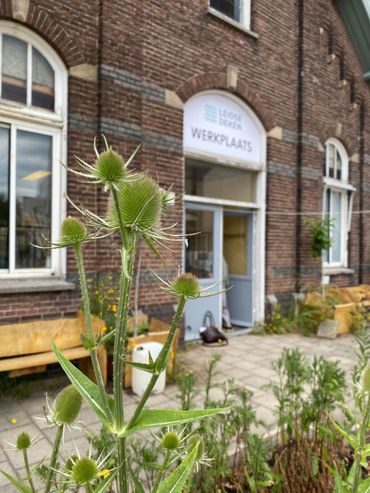 De wilde grote kaardenbol, Dipsacus follonum, in de tuin van de Leidse dekenwerkplaats