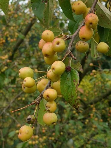 Appels aan de tak van een wilde appel