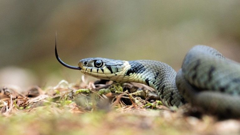 De ringslang heeft achter de nek twee gele en zwarte vlekken