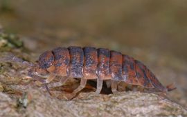 Porcellio scaber, Ruwe pissebed