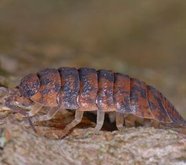 Porcellio scaber, Ruwe pissebed