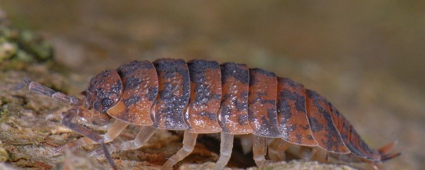 Porcellio scaber, Ruwe pissebed