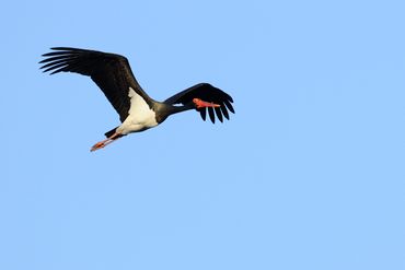 Een zwarte ooievaar heeft in de vlucht alleen een witte buik, de rest is zwart