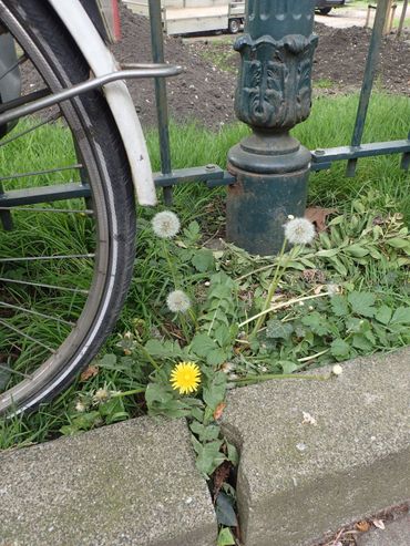 Paardenbloem langs de stoep in het Sarphatipark