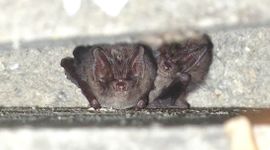 Tweede mopsvleermuiswaarneming in daarvoor opgehangen vleermuiskast