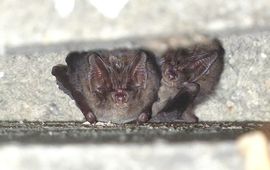 Tweede mopsvleermuiswaarneming in daarvoor opgehangen vleermuiskast