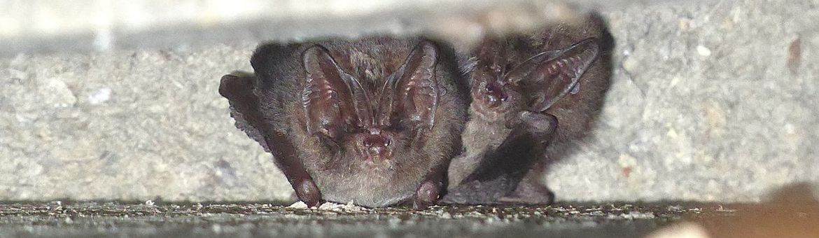 Tweede mopsvleermuiswaarneming in daarvoor opgehangen vleermuiskast