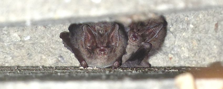 Tweede mopsvleermuiswaarneming in daarvoor opgehangen vleermuiskast