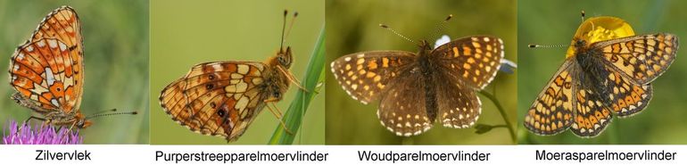 Enkele parelmoervlinders die begin juni vliegen