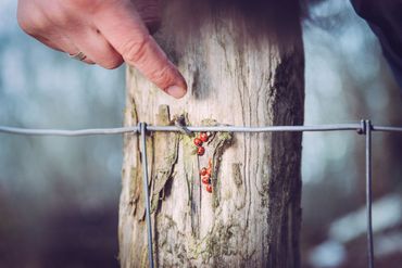 Het zevenstippelig lieveheersbeestje belandt met 195 waarnemingen op de derde plek tijdens de challenge.