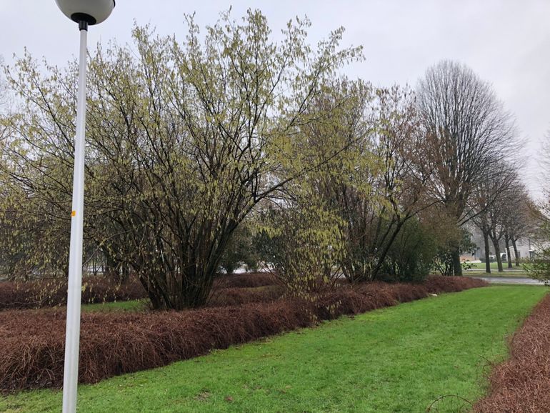 De voorste hazelaar is net begonnen te bloeien. Alle katjes aan de achterste struik zijn al uitgebloeid of bevroren (2 februari 2019)